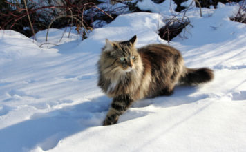 Il Gatto Norvegese delle Foreste 584 0 059 Gatto Norvegese delle Foreste